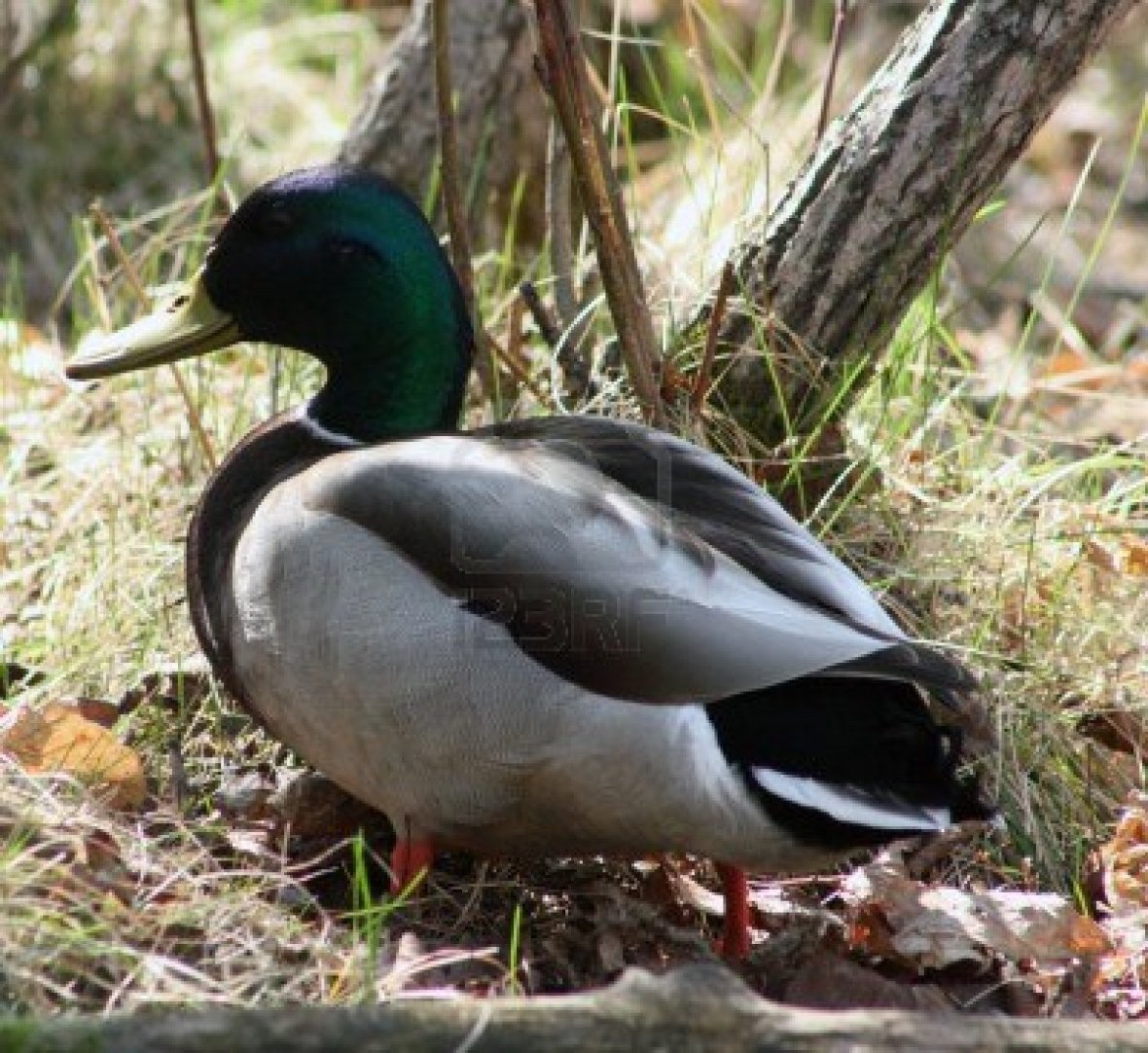 15697516-a-male-mallard-duck-standing-next-to-a-tree-in-a-forest-in-spring-in-winnipeg-manitoba-canada
